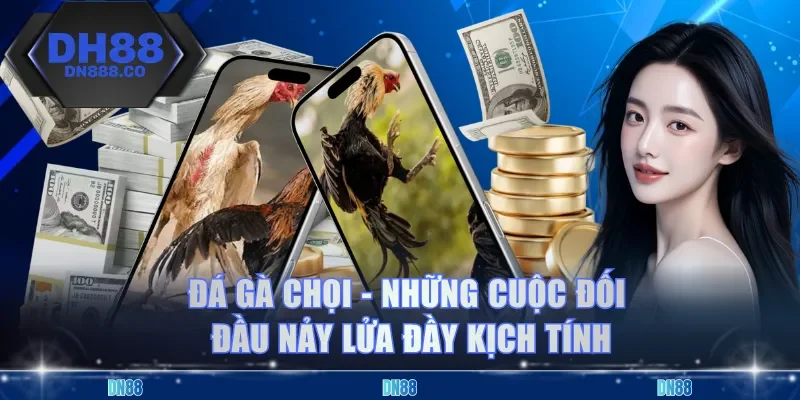 Đá Gà Chọi - Những Cuộc Đối Đầu Nảy Lửa Đầy Kịch Tính