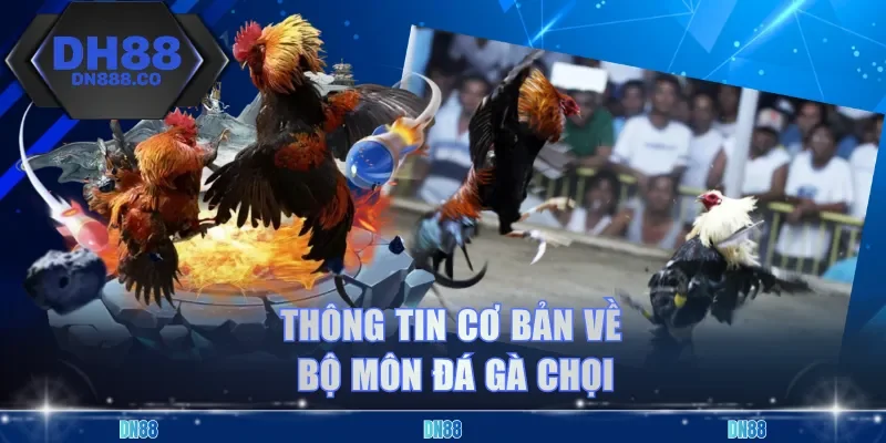 Thông tin cơ bản về bộ môn đá gà chọi